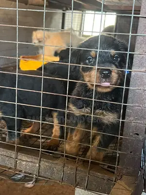 1-3 months Female Purebred Rottweiler
