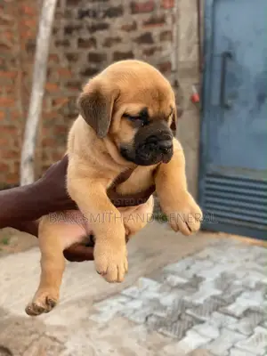 1-3 months Male Purebred Boerboel