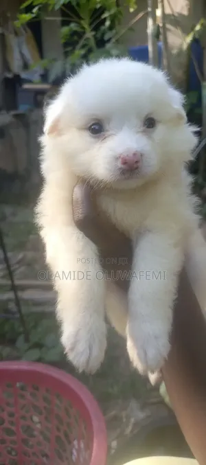 1+ year Female Purebred American Eskimo