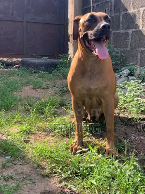 1+ year Female Purebred Boerboel