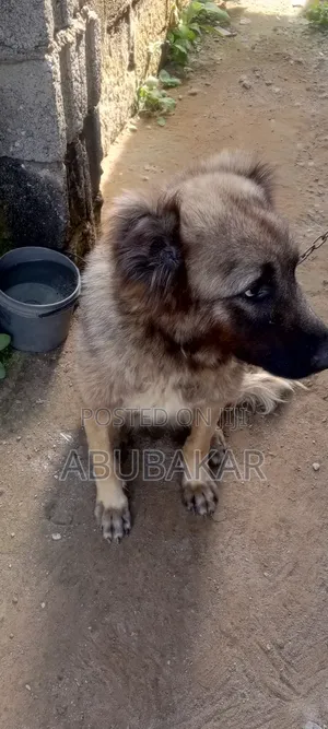 1+ year Female Purebred Caucasian Shepherd