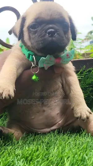 1-3 months Female Purebred Pug