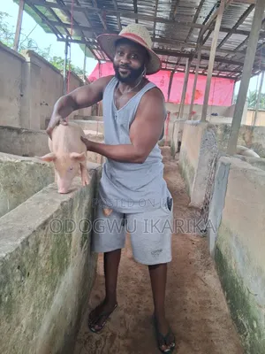 Pig Weaners.