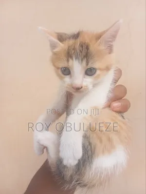 1-3 months Female Purebred American Shorthair