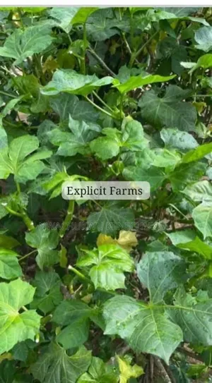 Hospital Too Far Jatropha Tanjorensis Efo Iyana-Ipaja Ugu Oyibo
