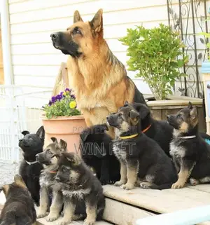 1-3 months Female Purebred German Shepherd