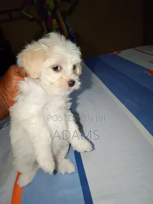 1-3 months Female Purebred Lhasa Apso
