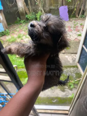 1-3 months Male Purebred Lhasa Apso