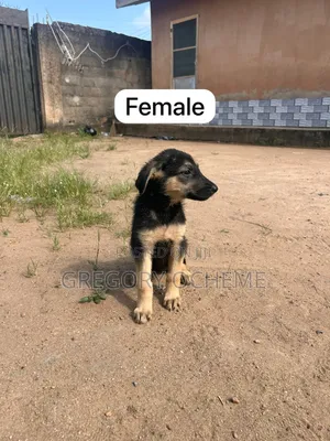 3-6 months Female Purebred German Shepherd