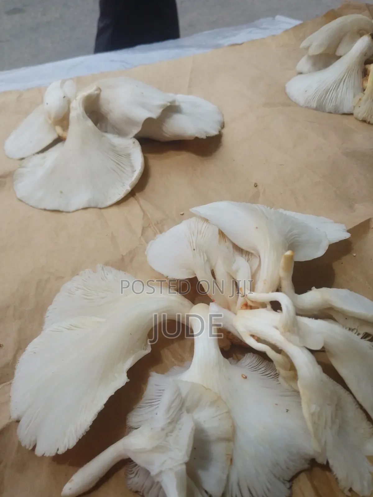 Oyster Mushrooms