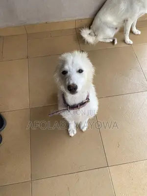 3-6 months Male Purebred American Eskimo