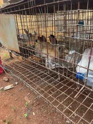 Healthy Male and Female Rabbit