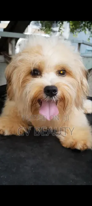 3-6 months Female Mixed Breed Shih Tzu