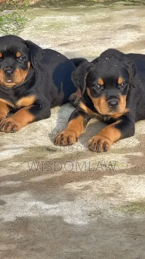 1-3 months Female Purebred Rottweiler