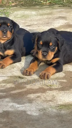 1-3 months Male Purebred Rottweiler