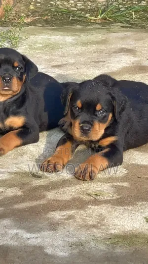 1-3 months Male Purebred Rottweiler
