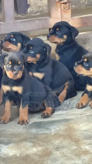 1-3 months Female Purebred Rottweiler