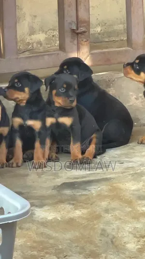 1-3 months Female Purebred Rottweiler