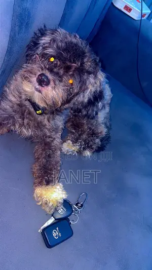 1+ year Female Purebred Lhasa Apso