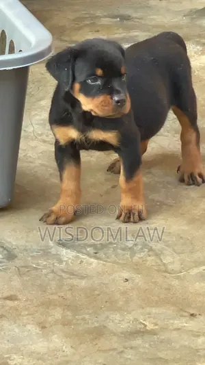 1-3 months Female Purebred Rottweiler