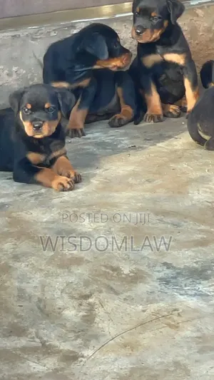 1-3 months Female Purebred Rottweiler