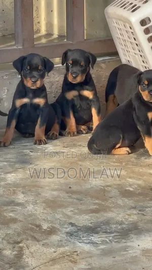 1-3 months Male Purebred Rottweiler