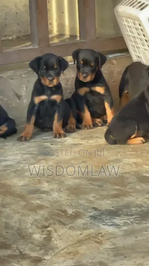 1-3 months Female Purebred Rottweiler