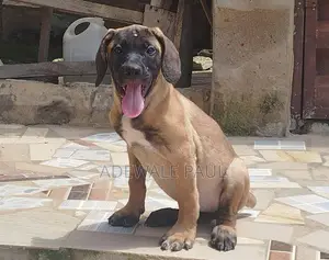 1-3 months Female Purebred Boerboel