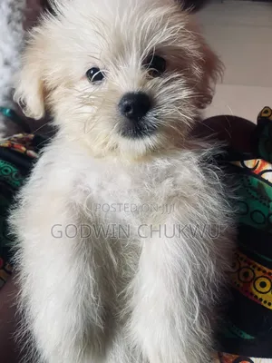 1-3 months Female Purebred West Highland White Terrier