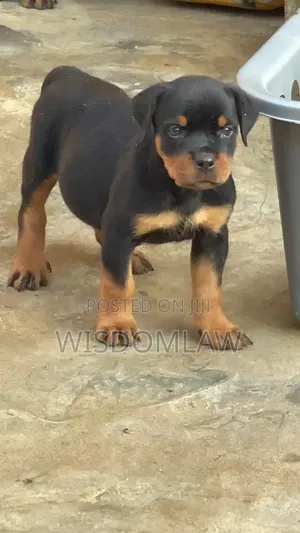 1-3 months Male Purebred Rottweiler