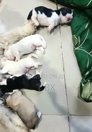 1-3 months Male Purebred Lhasa Apso