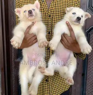 1-3 months Female Purebred Siberian Husky