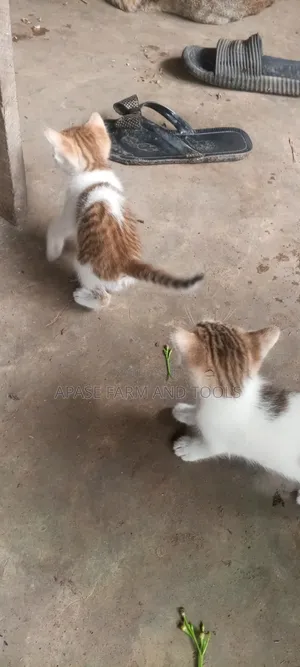 1-3 months Female Mixed Breed Cat