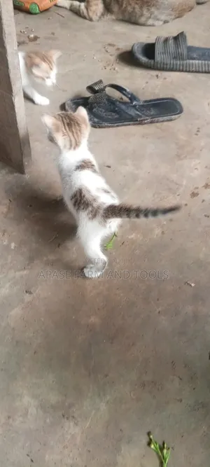 1-3 months Female Mixed Breed Cat