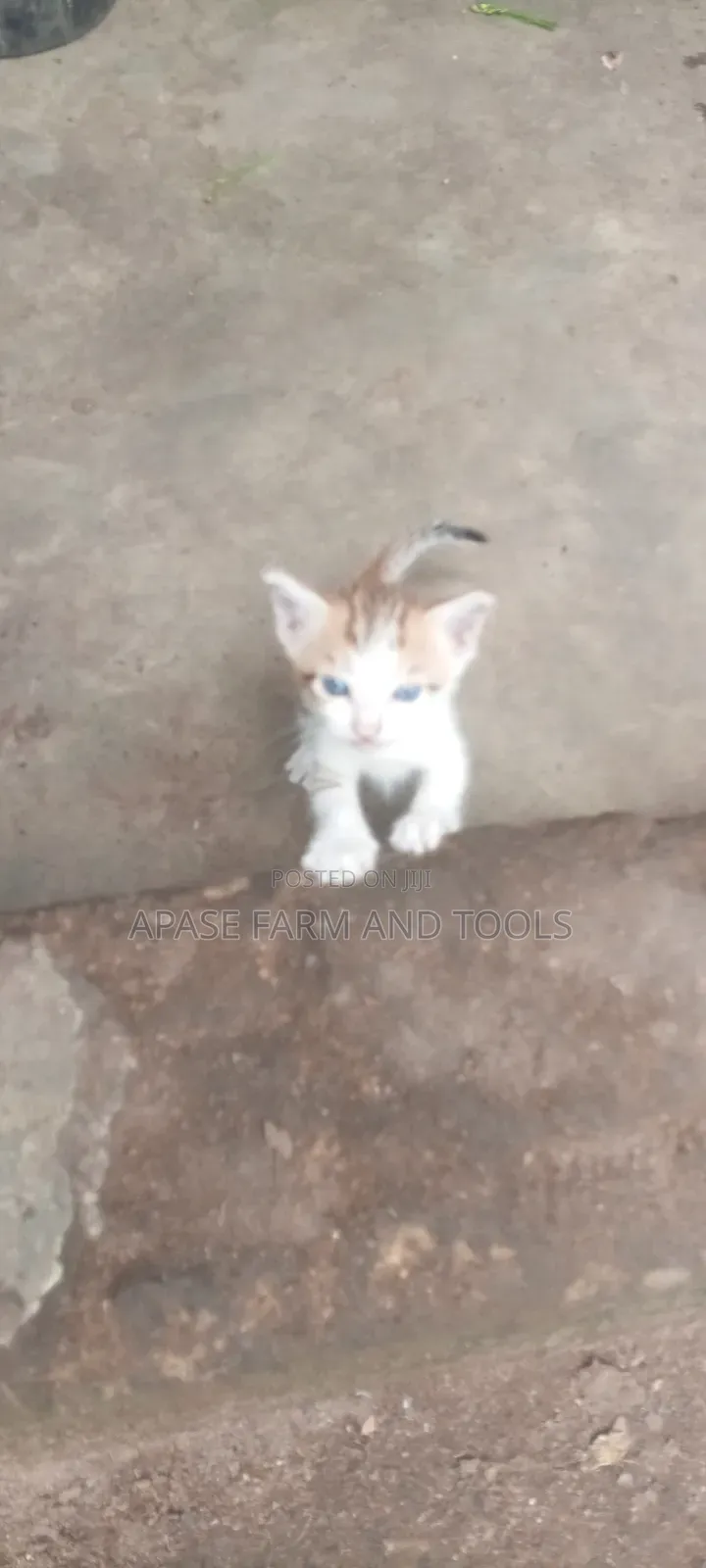 1-3 months Female Mixed Breed Cat