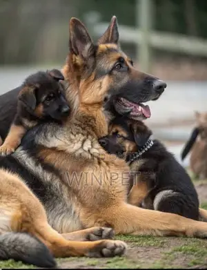 1-3 months Female Purebred German Shepherd