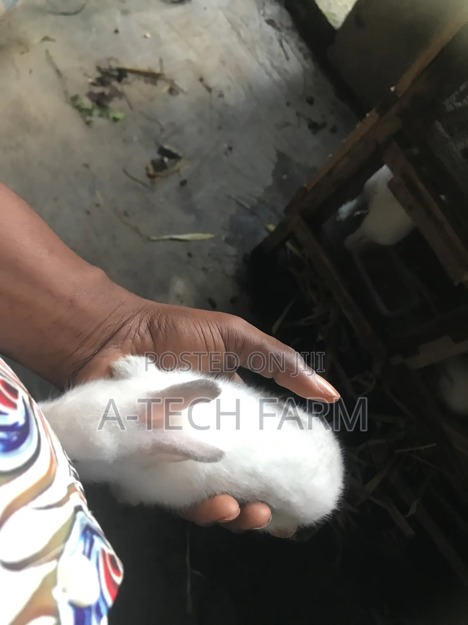 Healthy 6 Weeks Old White Rabbits for Sale