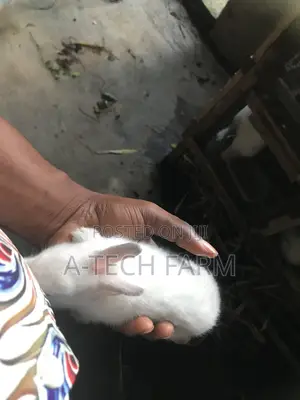 Healthy 6 Weeks Old White Rabbits for Sale