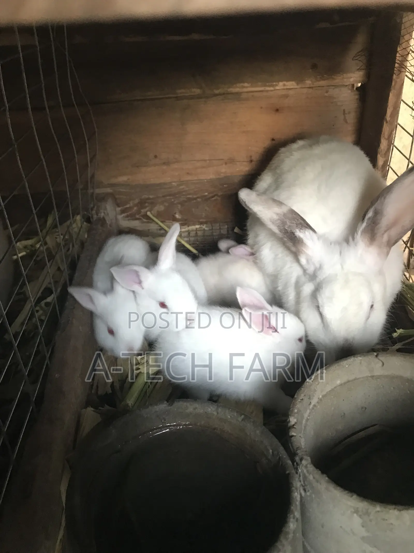 Healthy 6 Weeks Old White Rabbits for Sale