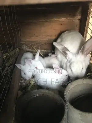 Healthy 6 Weeks Old White Rabbits for Sale