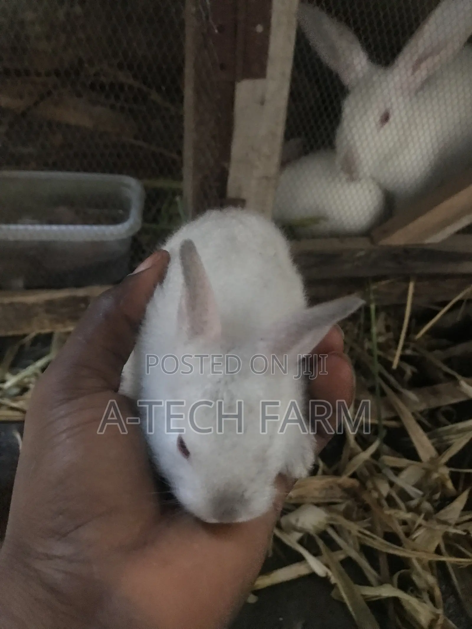 Healthy 6 Weeks Old White Rabbits for Sale
