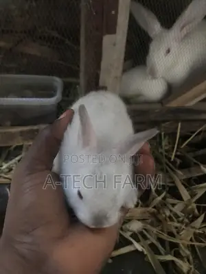 Healthy 6 Weeks Old White Rabbits for Sale
