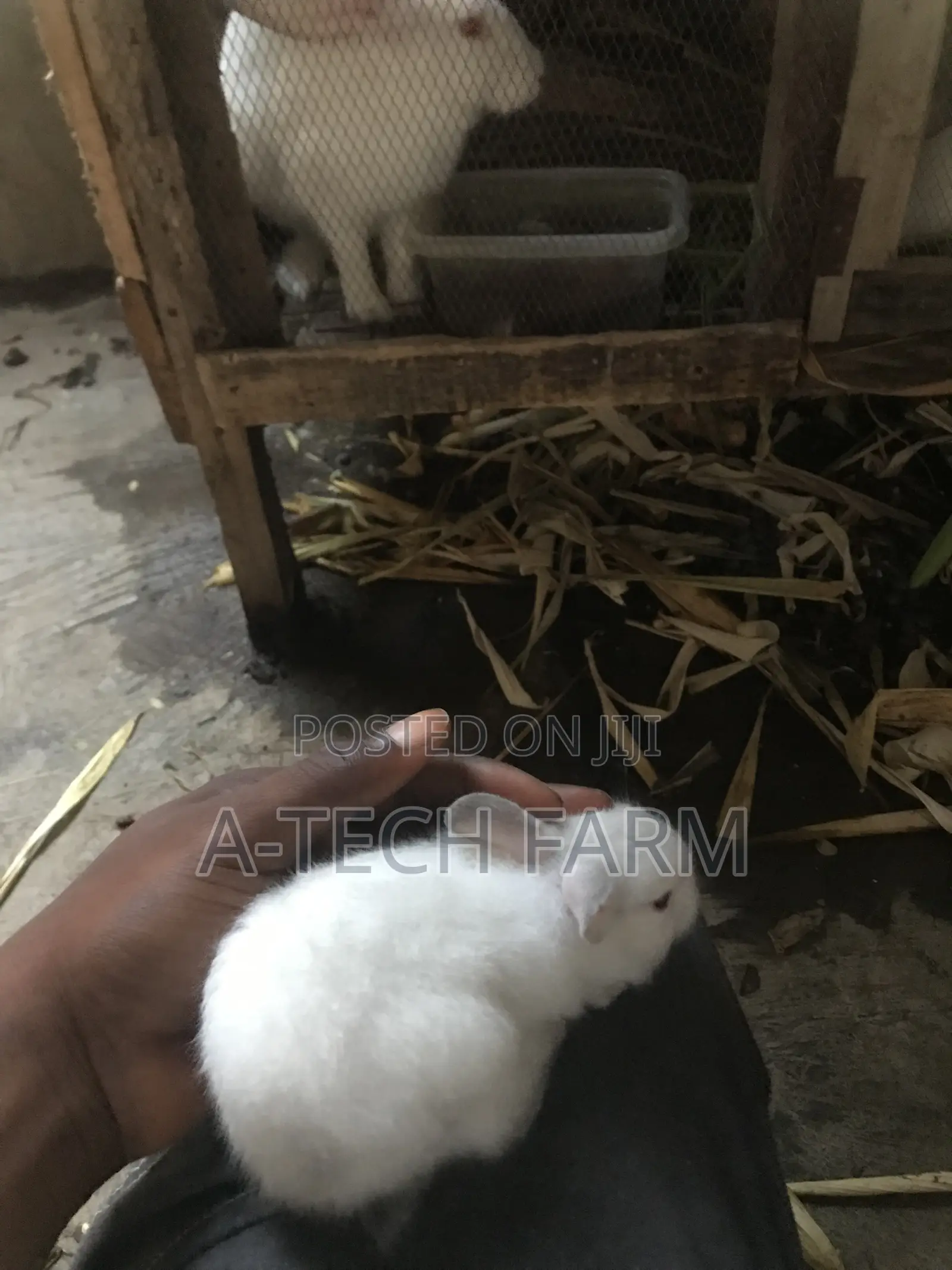 Healthy 6 Weeks Old White Rabbits for Sale
