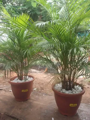 Golden Palms
