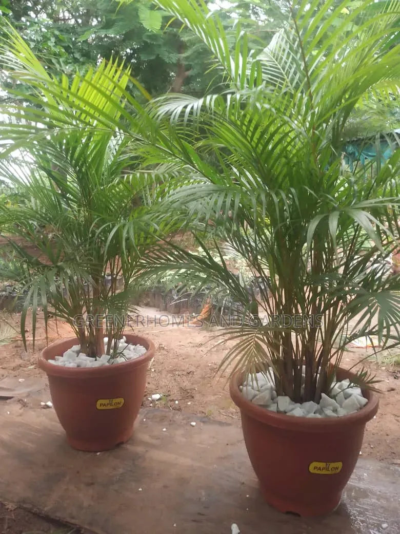 Golden Palms