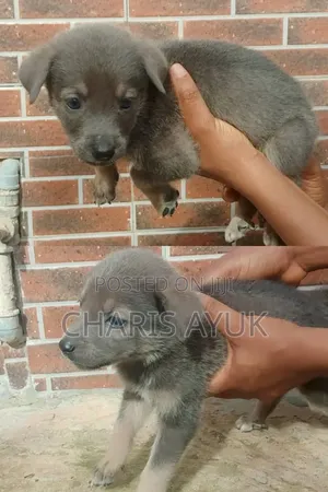 1-3 months Female Mixed Breed German Shepherd