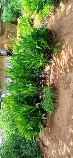 Seedlings and Plants.