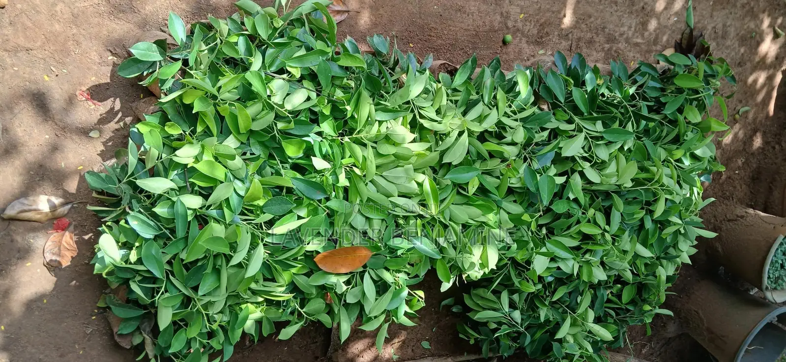 Seedlings and Plants.