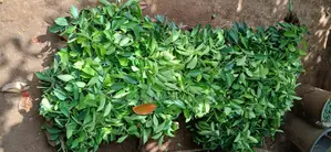 Seedlings and Plants.