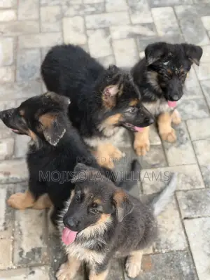 1-3 months Female Purebred German Shepherd